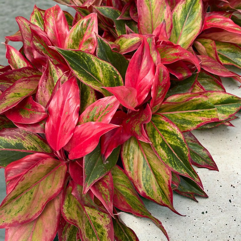 Chinese Evergreen (Aglaonema) ´CRETE FLAME´ - kont. C1L, výška 15-20 cm